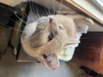 Rescue Domestic Short Hair Cats for Adoption in Berkeley Springs, West Virginia - Tango | PetCurious