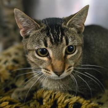 Rescue Domestic Short Hair Cats for Adoption in Vallejo, California - Marlowe | PetCurious