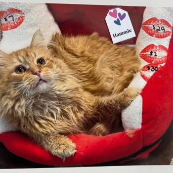 Hammy -  Domestic Medium Hair Cat for Adoption in Goshen, Indiana - Hammy | PetCurious