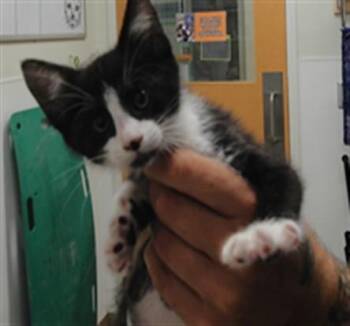 TUXEDO TOM -  Domestic Short Hair Cat for Adoption in Albuquerque, New Mexico - TUXEDO TOM | PetCurious