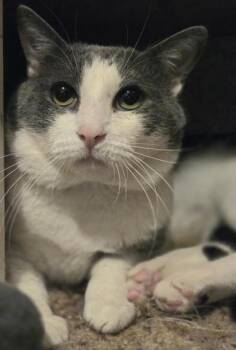 Kenny -  Domestic Short Hair Cat for Adoption in Liverpool, Texas - Kenny | PetCurious