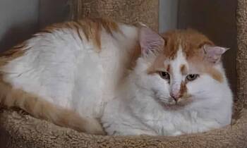 Corbin and Levin -  Domestic Short Hair Cat for Adoption in Sterling, Massachusetts - Corbin And Levin | PetCurious