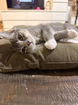 Henry -  Domestic Short Hair Cat for Adoption in Austin, Texas - Henry | PetCurious