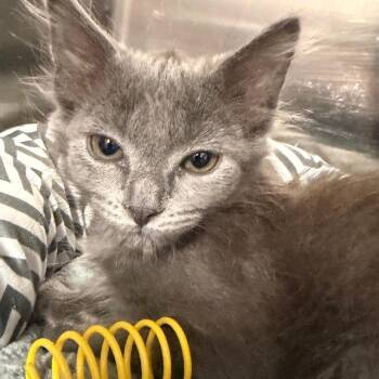 Domestic Long Hair Cats Available for Adoption in Port Charlotte, Florida - Sweets McFluff | PetCurious