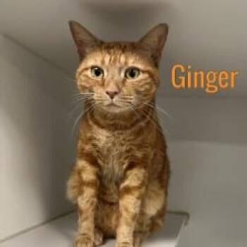 Ginger -  Domestic Short Hair Cat for Adoption in Pleasantville, New Jersey - Ginger | PetCurious