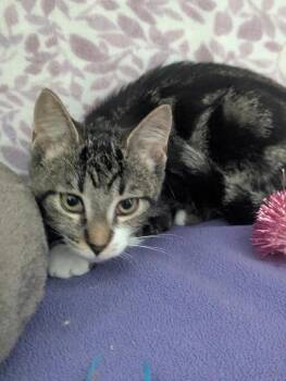 Nebula -  Tabby Cat for Adoption in Ellijay, Georgia - Nebula | PetCurious