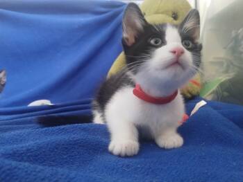 Noir -  Domestic Short Hair Cat for Adoption in Bryan, Texas - Noir | PetCurious