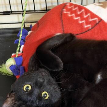 Pinky -  Domestic Short Hair Cat for Adoption in Plainfield, Illinois - Pinky | PetCurious