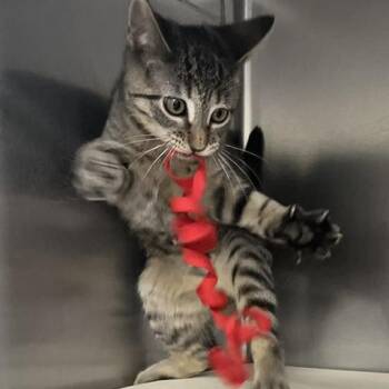 Tag [blue] -  Domestic Short Hair Cat for Adoption in Baltimore, Maryland - Tag [blue] | PetCurious