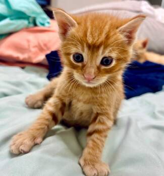 Mort -  Domestic Short Hair Cat for Adoption in Columbia, Illinois - Mort | PetCurious