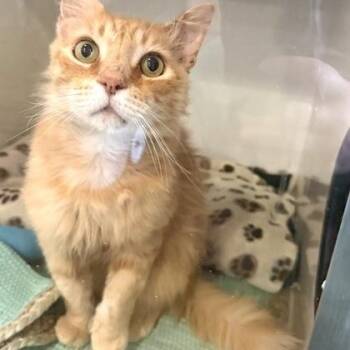 EAGLE -  Domestic Long Hair Cat for Adoption in Fernandina Beach, Florida - EAGLE | PetCurious