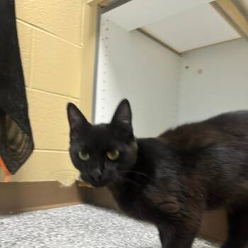 Lavender -  Domestic Short Hair Cat for Adoption in Cheyenne, Wyoming - Lavender | PetCurious