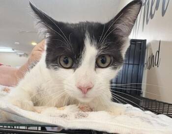 RENEE -  Domestic Short Hair Cat for Adoption in Southbury, Connecticut - RENEE | PetCurious
