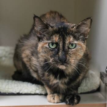 Rescue Domestic Short Hair Cats for Adoption in Los Angeles, California - Hermione | PetCurious