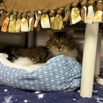 Petri -  Domestic Long Hair Cat for Adoption in Detroit Lakes, Minnesota - Petri | PetCurious