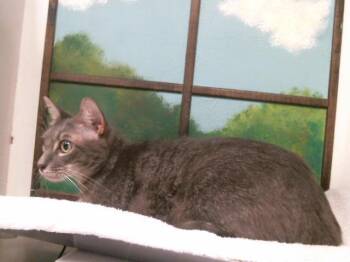 LUX -  Domestic Short Hair Cat for Adoption in Houston, Texas - LUX | PetCurious