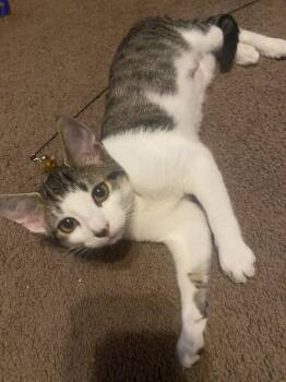 Domestic Short Hair Cats Available for Adoption in Greenville, Delaware - Mimi, Willow Grove PS, (FCID 04/22/2026-130) | PetCurious