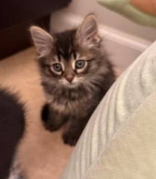 Domestic Long Hair Cats Available for Adoption in Colorado Springs, Colorado - MABEL | PetCurious