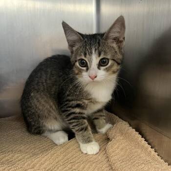 Lovey -  Domestic Short Hair Cat for Adoption in Marysville, Ohio - Lovey | PetCurious