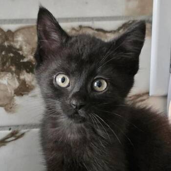 Tuna (Aka Jerry) -  Domestic Short Hair Cat for Adoption in Chicago, Illinois - Tuna (Aka Jerry) | PetCurious