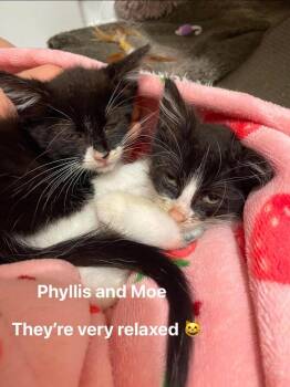 Moe -  Domestic Short Hair Cat for Adoption in Chicago, Illinois - Moe | PetCurious