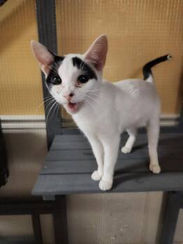 Domestic Short Hair Cats Available for Adoption in St. Peters, Missouri - Mistletoe | PetCurious
