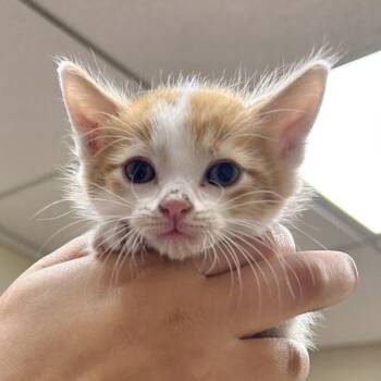 Sebastian -  Domestic Short Hair Cat for Adoption in Oakland, California - Sebastian | PetCurious