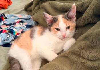 Pumpkin -  Domestic Short Hair Cat for Adoption in South Bend, Indiana - Pumpkin | PetCurious