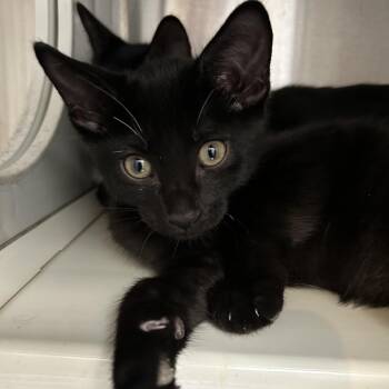 Stray Cat "Jimmy Jade" -  Domestic Short Hair Cat for Adoption in Denver, Colorado - Stray Cat "Jimmy Jade" | PetCurious