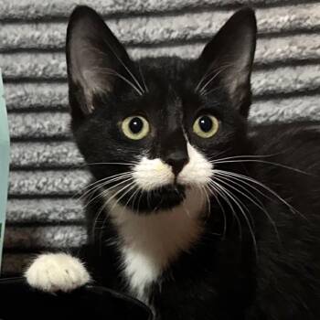Piccadilly -  Manx Cat for Adoption in Orlando, Florida - Piccadilly | PetCurious