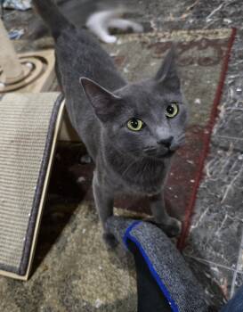 Rescue Russian Blue and Domestic Short Hair Cats for Adoption in River Falls, Wisconsin - Joy | PetCurious