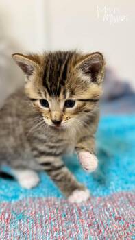 Domestic Short Hair Cats Available for Adoption - Cinnamon | PetCurious