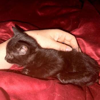 Spider -  Domestic Short Hair Cat for Adoption in Ringtown, Pennsylvania - Spider | PetCurious