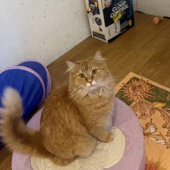 Holly -  Domestic Medium Hair Cat for Adoption in Silver Spring, Maryland - Holly | PetCurious