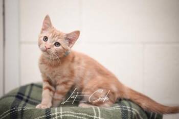 Orange Juice -  Domestic Short Hair Cat for Adoption in Kalispell, Montana - Orange Juice | PetCurious