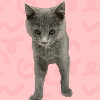 Kaia -  Domestic Medium Hair Cat for Adoption in Reno, Nevada - Kaia | PetCurious