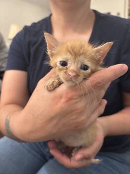 Rescue Domestic Short Hair Cats for Adoption in Camden, South Carolina - Satchel (available For Pre-adoption) | PetCurious