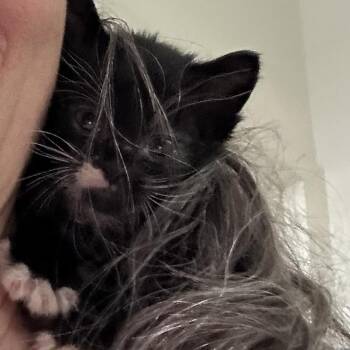 Domestic Short Hair Cats Available for Adoption in Austin, Texas - Zonkey 7 | PetCurious