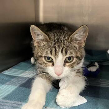 Domestic Short Hair Cats Available for Adoption - Timothy | PetCurious