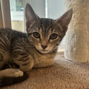 Tuque -  Domestic Short Hair Cat for Adoption in Walnut Creek, California - Tuque | PetCurious