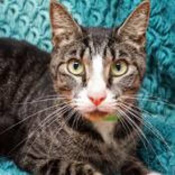 Drew -  Domestic Short Hair Cat for Adoption in Tampa, Florida - Drew | PetCurious