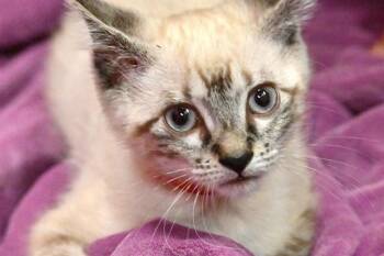 DAISY -  Domestic Short Hair Cat Available for Adoption in Fort Lauderdale, Florida - DAISY | PetCurious