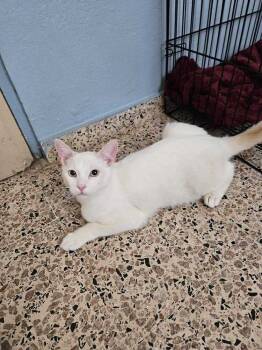 Rescue Domestic Short Hair Cats for Adoption in Naranjito, Naranjito - Tobby | PetCurious