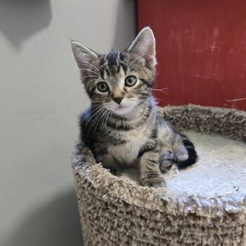 Rescue Domestic Short Hair Cats for Adoption in Big Lake, Minnesota - Geo | PetCurious