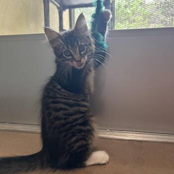 SNEEZY -  Domestic Short Hair Cat for Adoption in Kyle, Texas - SNEEZY | PetCurious