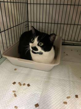 Rescue Domestic Short Hair Cats for Adoption in Spring Hill, Florida - Toby | PetCurious