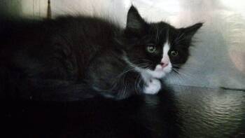 Louis -  Domestic Medium Hair Cat for Adoption in Burgaw, North Carolina - Louis | PetCurious