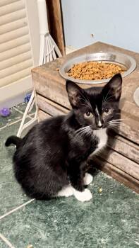 BELLA -  Tuxedo and Domestic Short Hair Cat for Adoption - BELLA | PetCurious