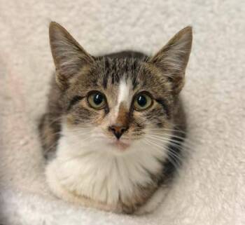 Potato -  Domestic Short Hair Cat for Adoption in Lansing, Michigan - Potato | PetCurious