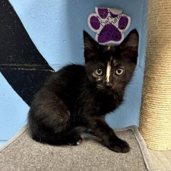 Smudge -  Domestic Short Hair Cat for Adoption in Tallahassee, Florida - Smudge | PetCurious